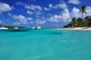 Palmenstrand auf der Insel Petit Rameau, Tobago Cays, Grenadinen, Karibik