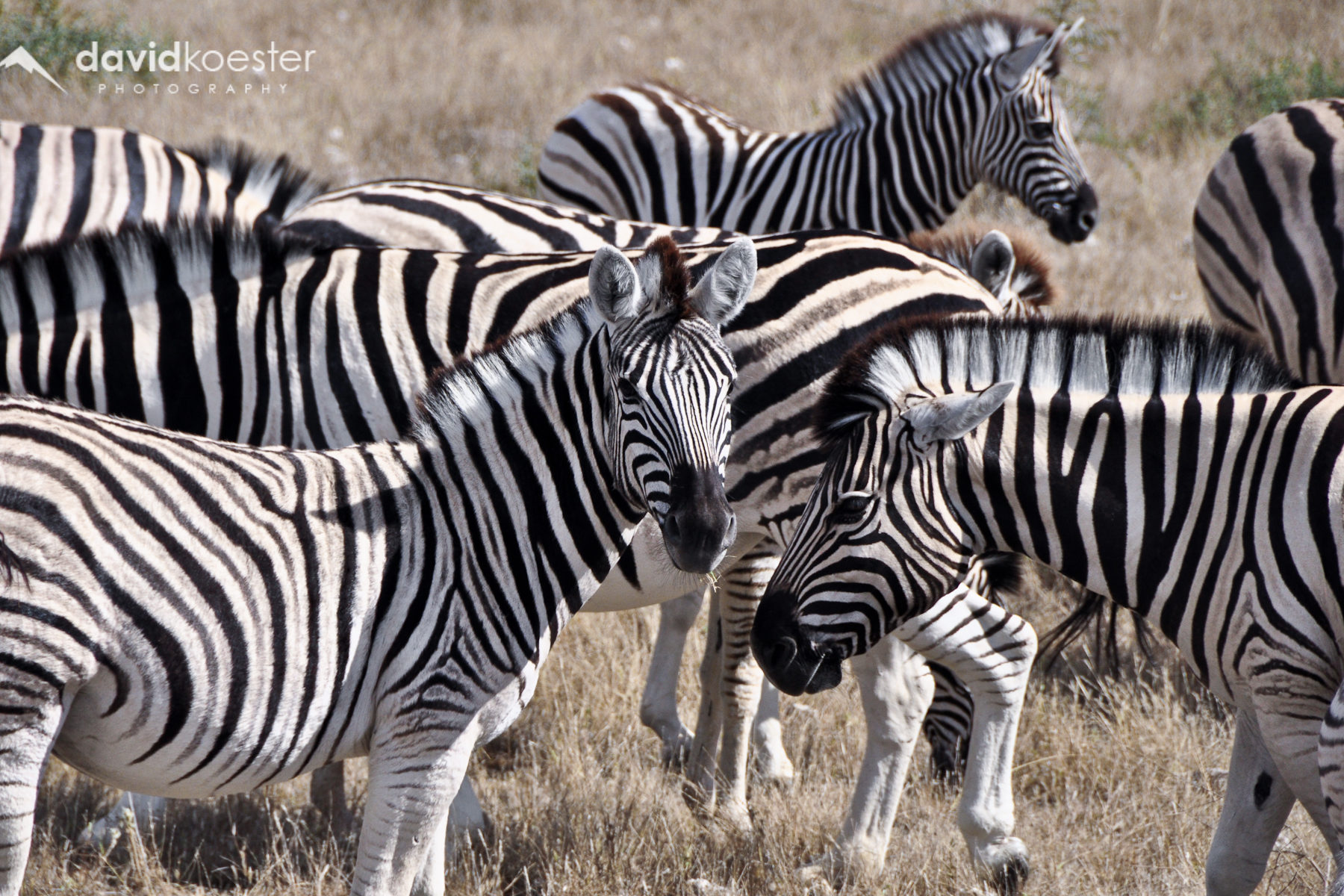Namibia Wallpaper 2 | 1920×1200 | Zebras, Afrika, Safari, Etosha, Etoscha, Wüste, Hintergrundbild, Desktopbild, Bildschirmhintergrund Namibia Wallpaper 2 | 1920x1200 | Zebras, Afrika, Safari, Etosha, Etoscha, Wüste, Hintergrundbild, Desktopbild, Bildschirmhintergrund