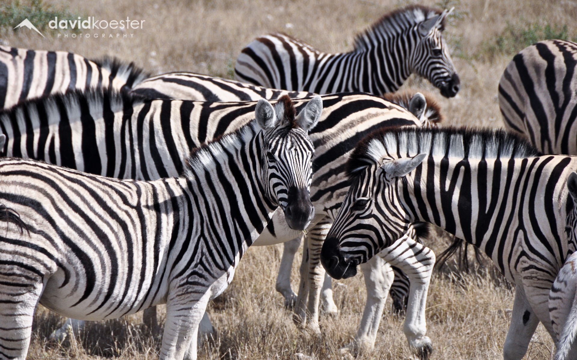 Namibia Wallpaper 2 | 1920x1200 | Zebras, Afrika, Safari, Etosha, Etoscha, Wüste, Hintergrundbild, Desktopbild, Bildschirmhintergrund