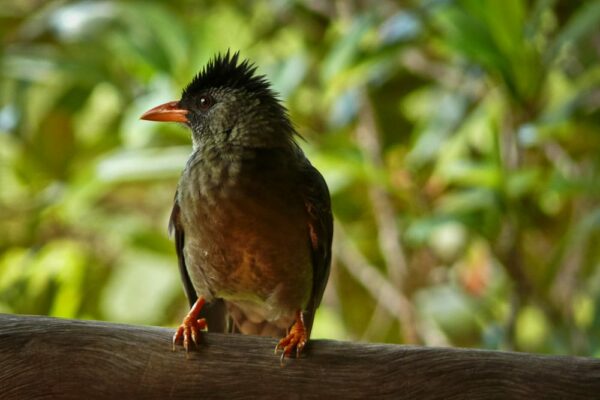 Bul-Bul im Regenwald, Praslin, Seychellen