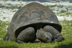 Seychellen 13 | Riesenschildkröte am Strand, Curieuse, Seychellen