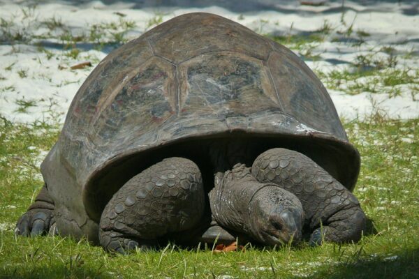 Seychellen 13 | Riesenschildkröte am Strand, Curieuse, Seychellen
