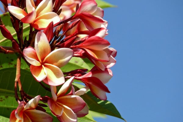 Frangipani-Blüten, Seychellen