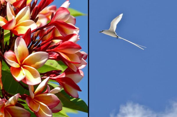 Wahrzeichen der Inseln Tropikvogel und Frangipani-Blüten, Seychellen