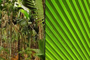 Frau im Valle de Mai unter Coco-de-Mer Palmen, Praslin, Seychellen