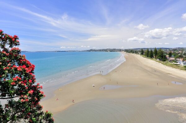 Pohutukawa-Baum am Waihi Beach, Bay of Plenty, Neuseeland