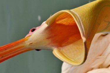 Rosapelikan bei Walvis Bay, Namibia