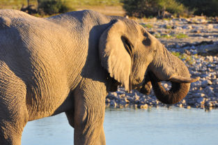 Afrikanischer Wüstenelefant an Wasserloch, Etosha Nationalpark, Namibia