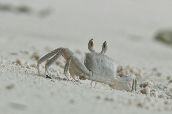 Krabbe am Strand, La Digue, Seychellen