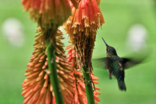 Kolibri im Valle Cochamo, Región de los Lagos, Patagonien, Chile
