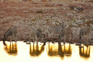 Steppenzebras an Wasserloch, Etosha-Nationalpark, Namibia