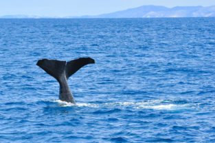 Pottwal (Spermwhale) vor der Pazifiküste von Kaikoura, Canterbury, Neuseeland