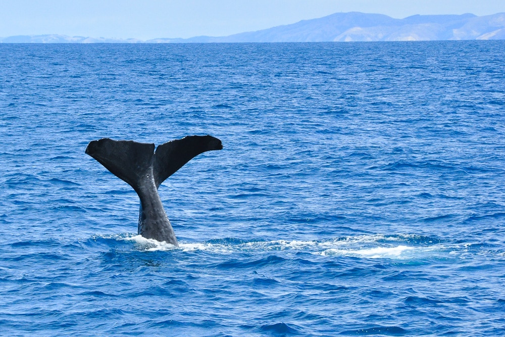 Pottwal (Spermwhale) vor der Pazifiküste von Kaikoura, Canterbury, Neuseeland