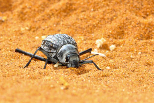 Nebeltrinkerkäfer, Namib-Wüste, Namibia
