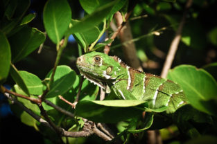 Iguana, Tobago Cays, St. Vincent & Grenadinen, Karibik