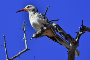 Rotschnabeltoko in Baumsavanne, Nambia
