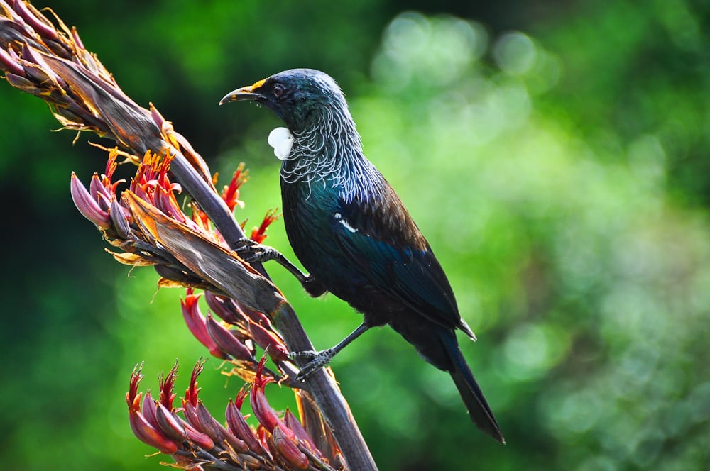 Tui, ein endemischer Sperlingsvogel, Neuseeland