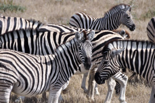 Herde von Steppenzebras, Etosha, Namibia