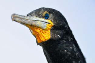 Kormoran, Atlantikküste, Namibia