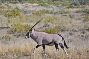 Oryx-Antilope in der Savanne, Namibia