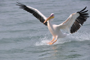 Rosapelikan im Landeanflug, Atlantikküste, Namibia