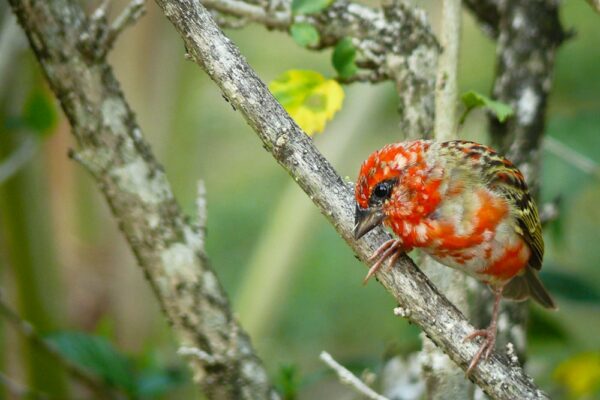 Madagascar-Fody (Kardinalwebervogel), La Digue, Seychellen