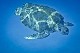 Karibische Karettschildkröte in den Tobago Cays, Grenadinen, Kleine Antillen