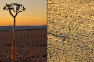 Köcherbaum und Wüstenwanderung, Namibia