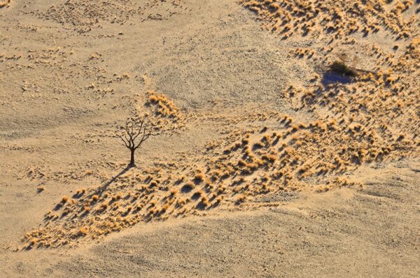 Toter Baum, Namib-Naukluft-Nationalpark, Namibia
