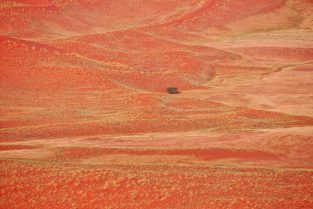 Baum in blühender Wüste, Namibia