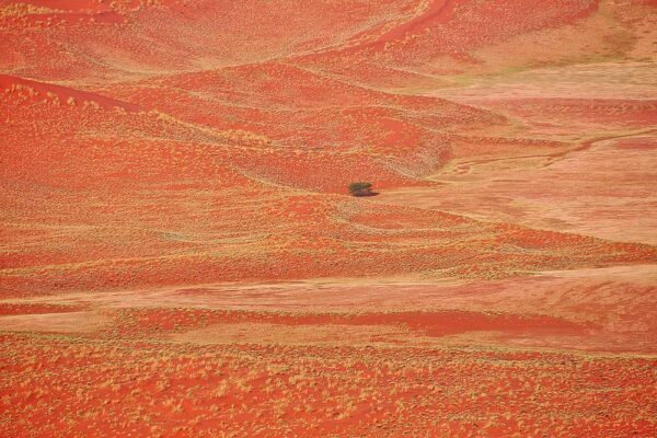 Baum in blühender Wüste, Namibia