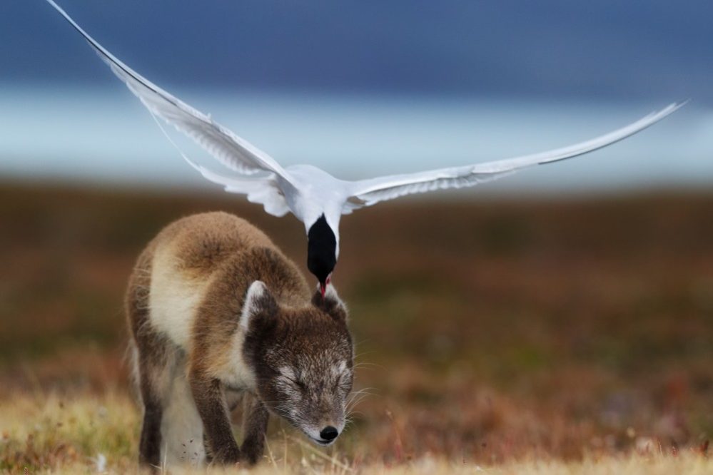 Copyright: GDT ENJ 2011, Ole Joergen Liodden; GDT ENJ Ausstellung 2012 Copyright: GDT ENJ 2011, Ole Joergen Liodden; GDT ENJ Ausstellung 2012