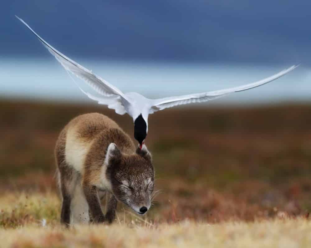 Copyright: GDT ENJ 2011, Ole Joergen Liodden; GDT ENJ Ausstellung 2012