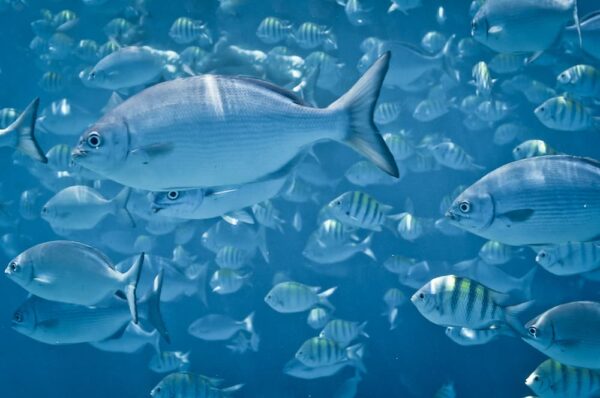 Fische vor der Küste von Barbados, Kleine Antillen, Karibik