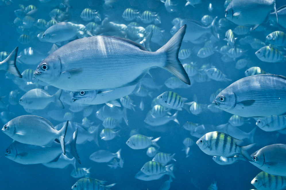 Karibik 06 | Fische vor der Küste von Barbados, Kleine Antillen, Karibik Fische vor der Küste von Barbados, Kleine Antillen, Karibik