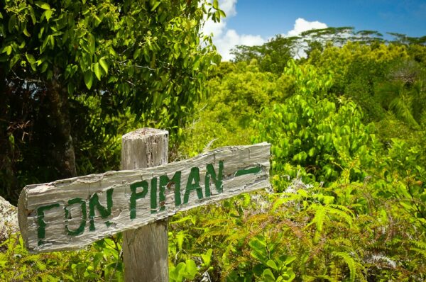 Seychellen: Urwald auf Praslin