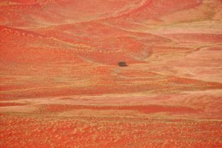 Namibia - Baum und Pflanzen auf Sanddünen, Namib-Wüste