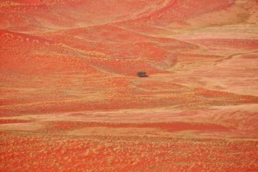 Namibia - Baum und Pflanzen auf Sanddünen, Namib-Wüste
