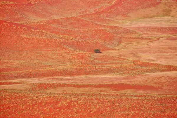 Namibia - Baum und Pflanzen auf Sanddünen, Namib-Wüste