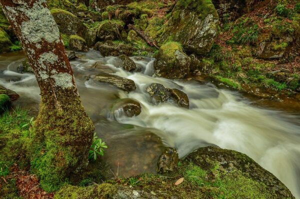 Urwald, Loch Lomond & the Trossachs Nationalpark, Schottland