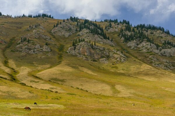 Pferde auf Hochalm, Tien Shan, Kasachstan