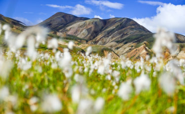 Wollgras, Landmannalaugar, Island