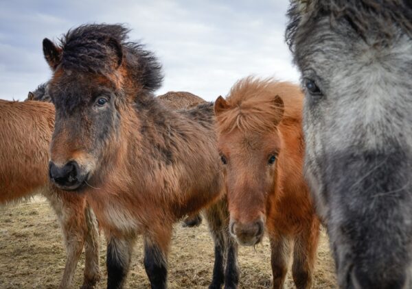 Islandpferde (Islandpony), Island