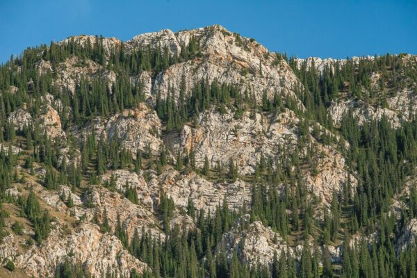 Tien Shan Fichten, Kirgistan, Kirgisien