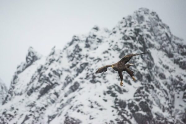 Seeadler, Trollfjord, Lofoten, Norwegen