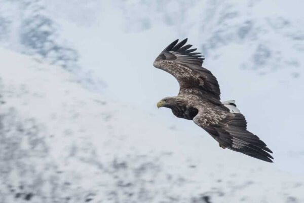 Lofoten 005 | Seeadler (white-tailed eagle, Haliaeetus albicilla) im Trollfjord, Norwegen, Winter