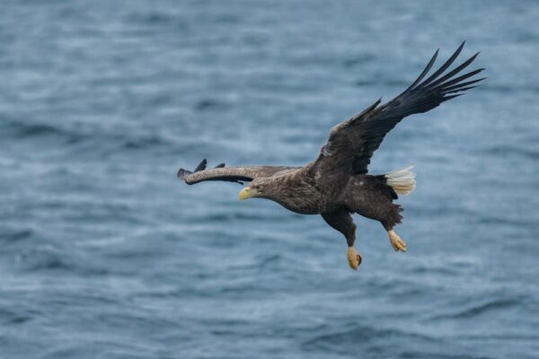 Lofoten 030 | Seeadler (white-tailed eagle, Haliaeetus albicilla) im Trollfjord, Norwegen, Winter