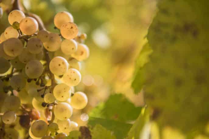 freyburg-unstrut-weinberge-landschaft-5