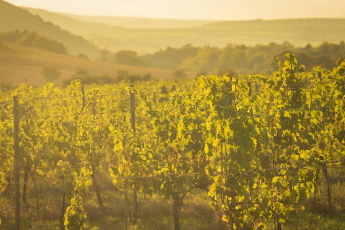 freyburg-unstrut-weinberge-landschaft-6