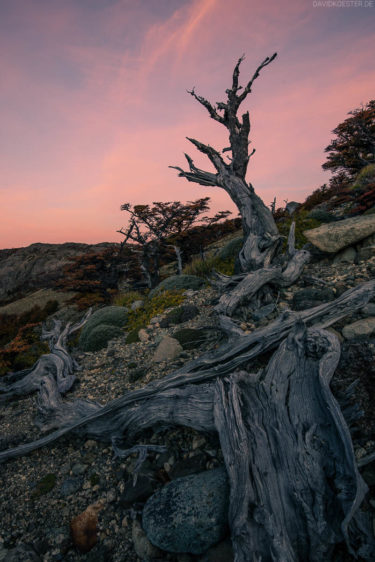 Patagonien: Verwitterter Baumstamm einer Lengabuche, Los Glaciares, Argentinien